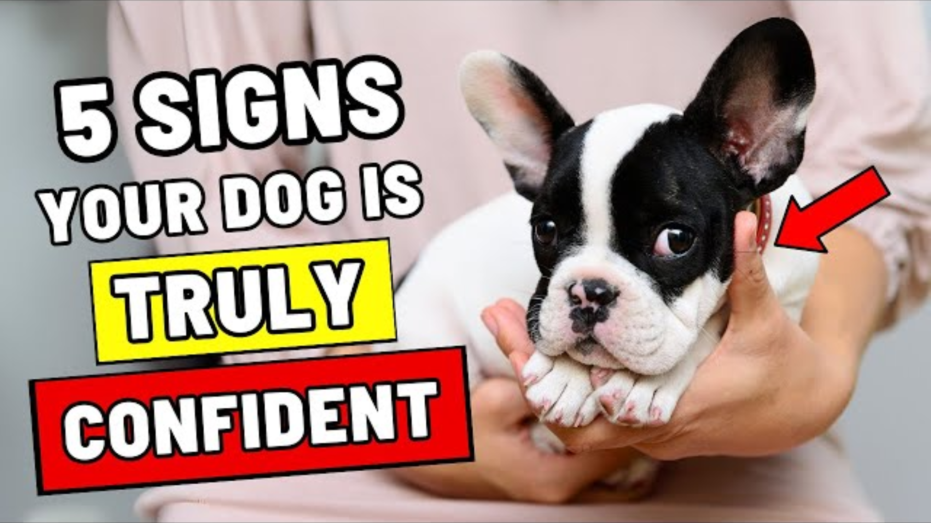 Is Your Dog Truly Confident? Take This Test!