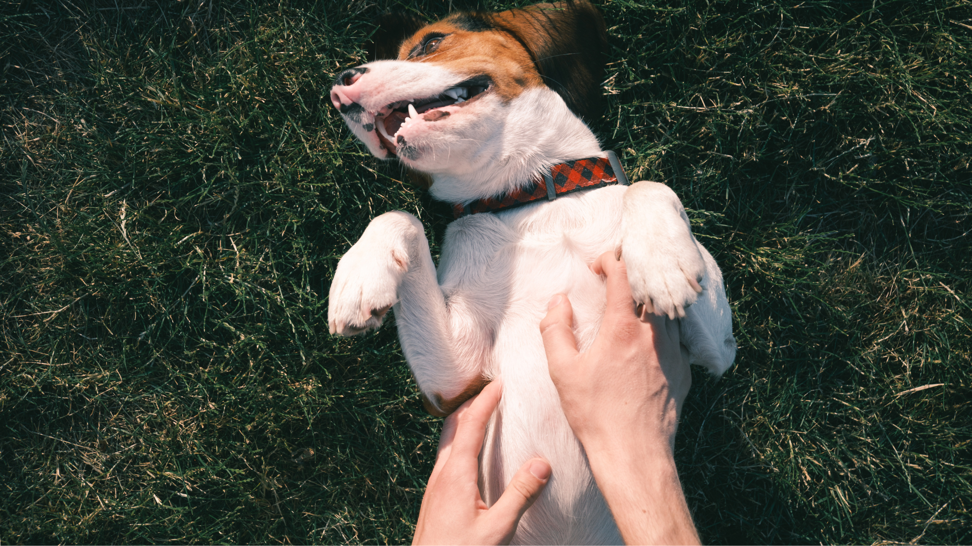 Can Dogs Be Ticklish?
