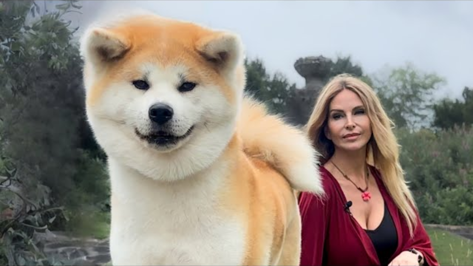 The Japanese Akita Inu: Difficult & Dangerous or Loyal Guardian?