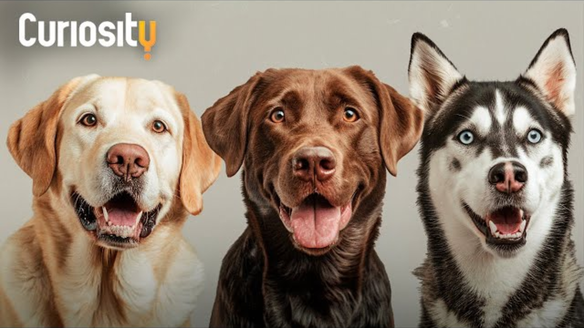 The Reason We Find Dogs So Cute