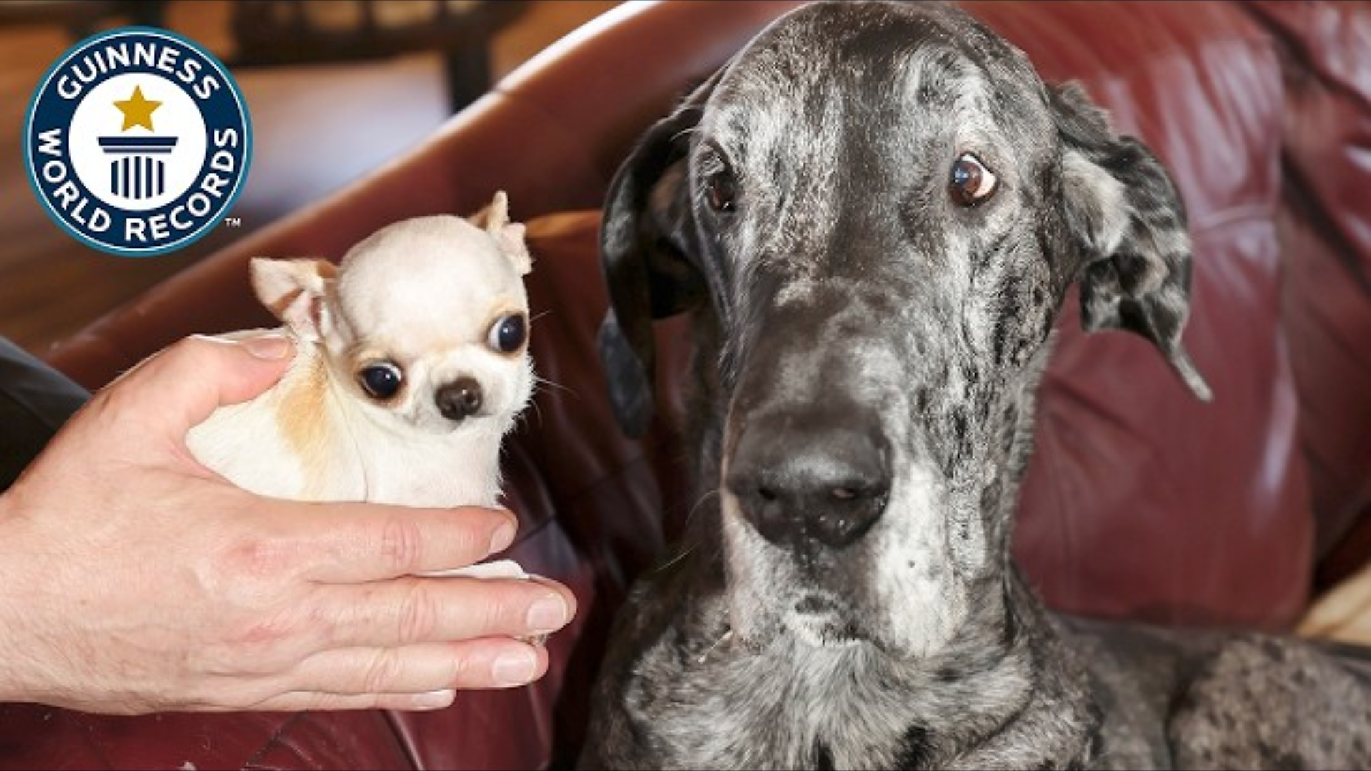 The Tallest Dog Meets the Smallest Dog: A Heartwarming Encounter