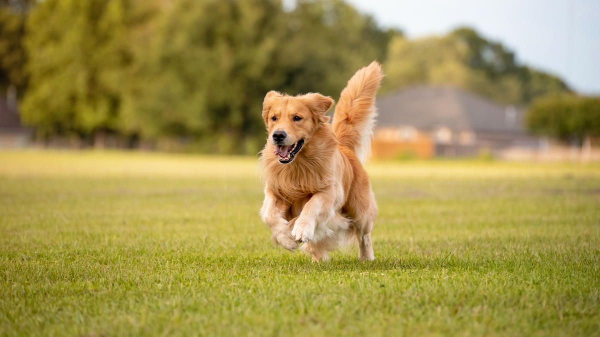 Curated visual reference: Gallery Detail: Natural Ways To Reduce Shedding In Double Coated Breeds