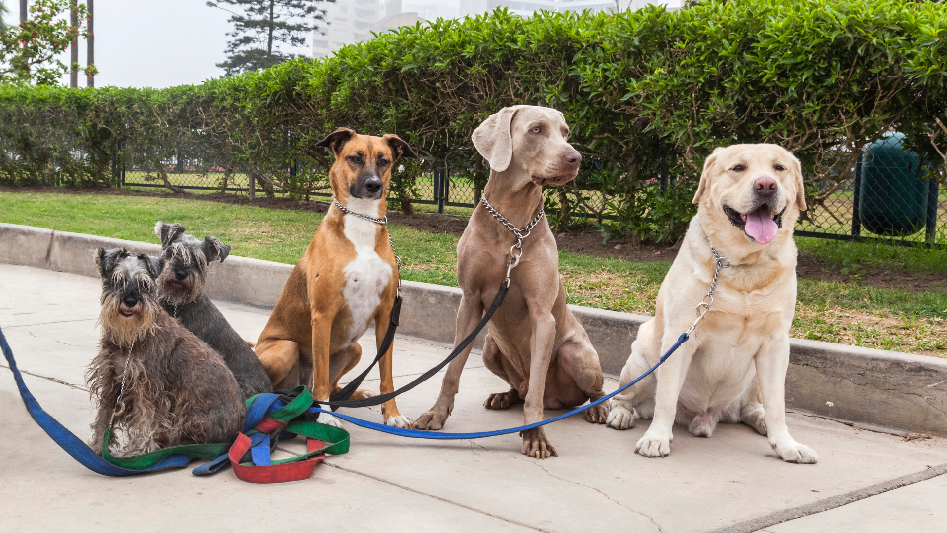 How to Start a Neighborhood Dog Walking Group
