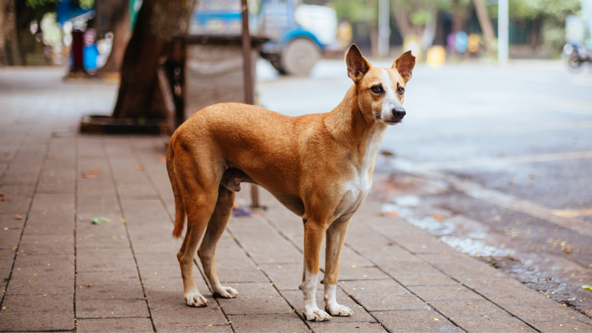 How to Be an Eco-Conscious Pet Owner in an Urban Area