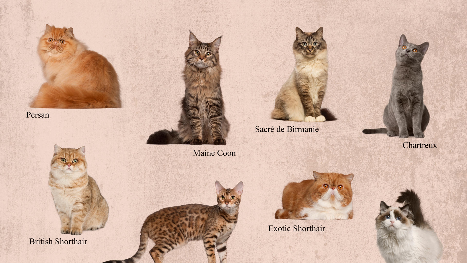 What are the Different Cat Breeds: Ultimate Guide to Feline Varieties