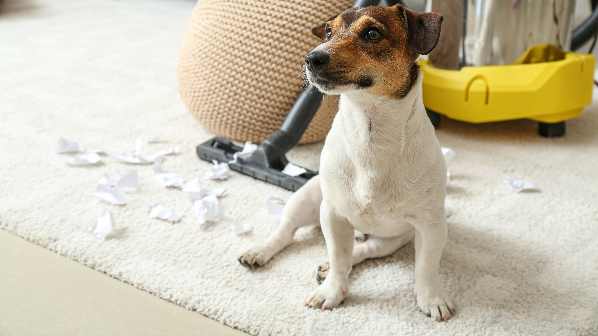 Best Non-Toxic Cleaning Products for Pet Households