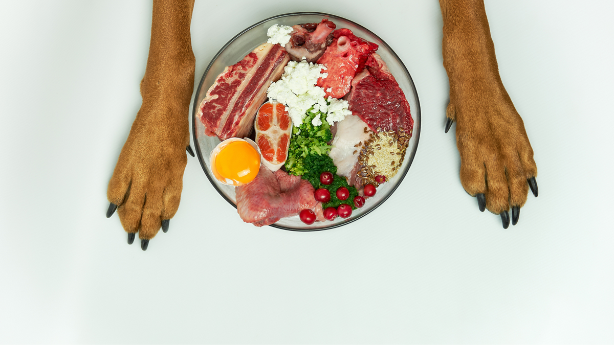 Photo inspiration: Picture Idea: The Truth About Grain Free Diets For Dogs Pros Cons