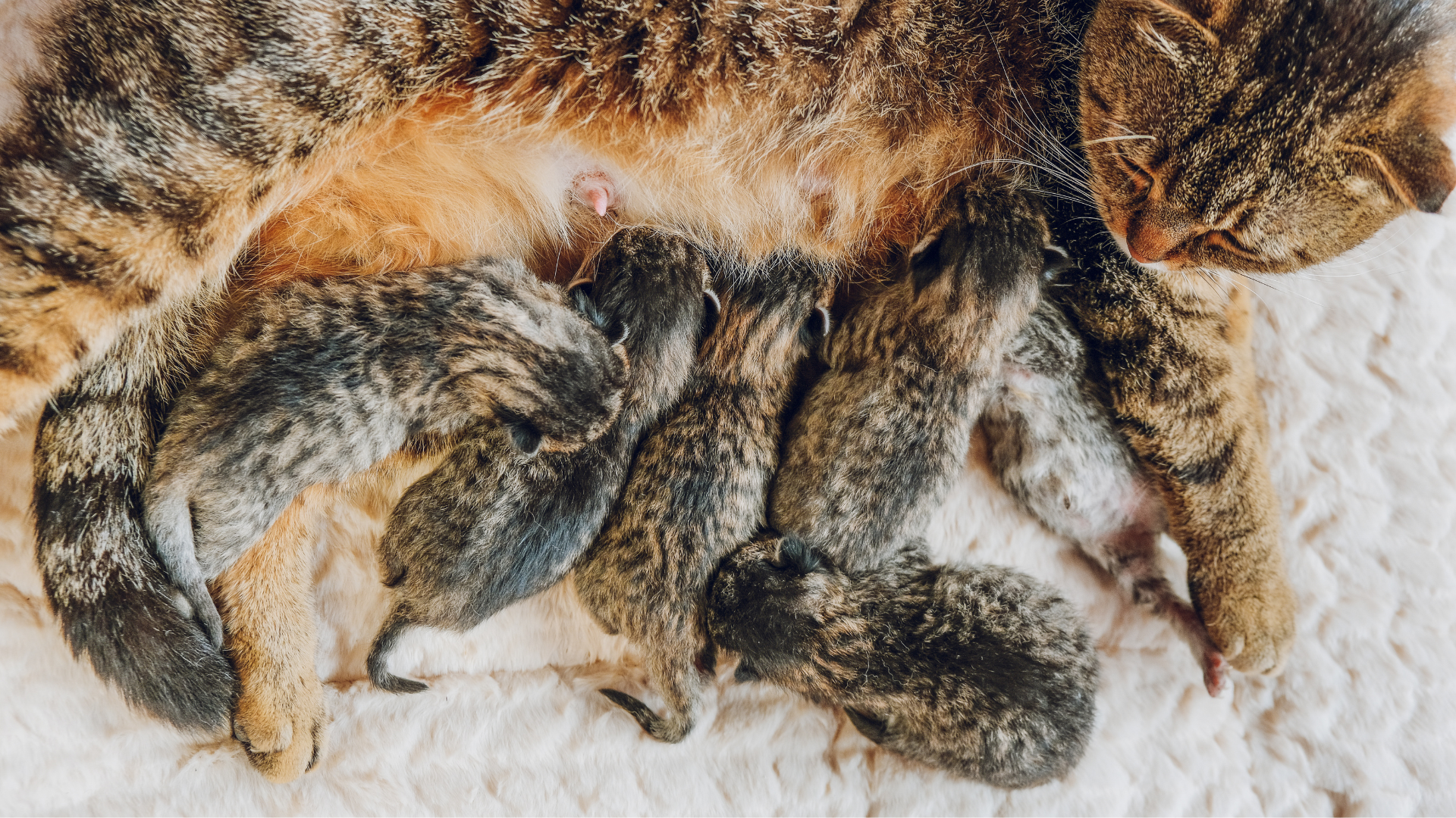 Image showcasing How Long Is a Cat Pregnant? Everything You Need to Know