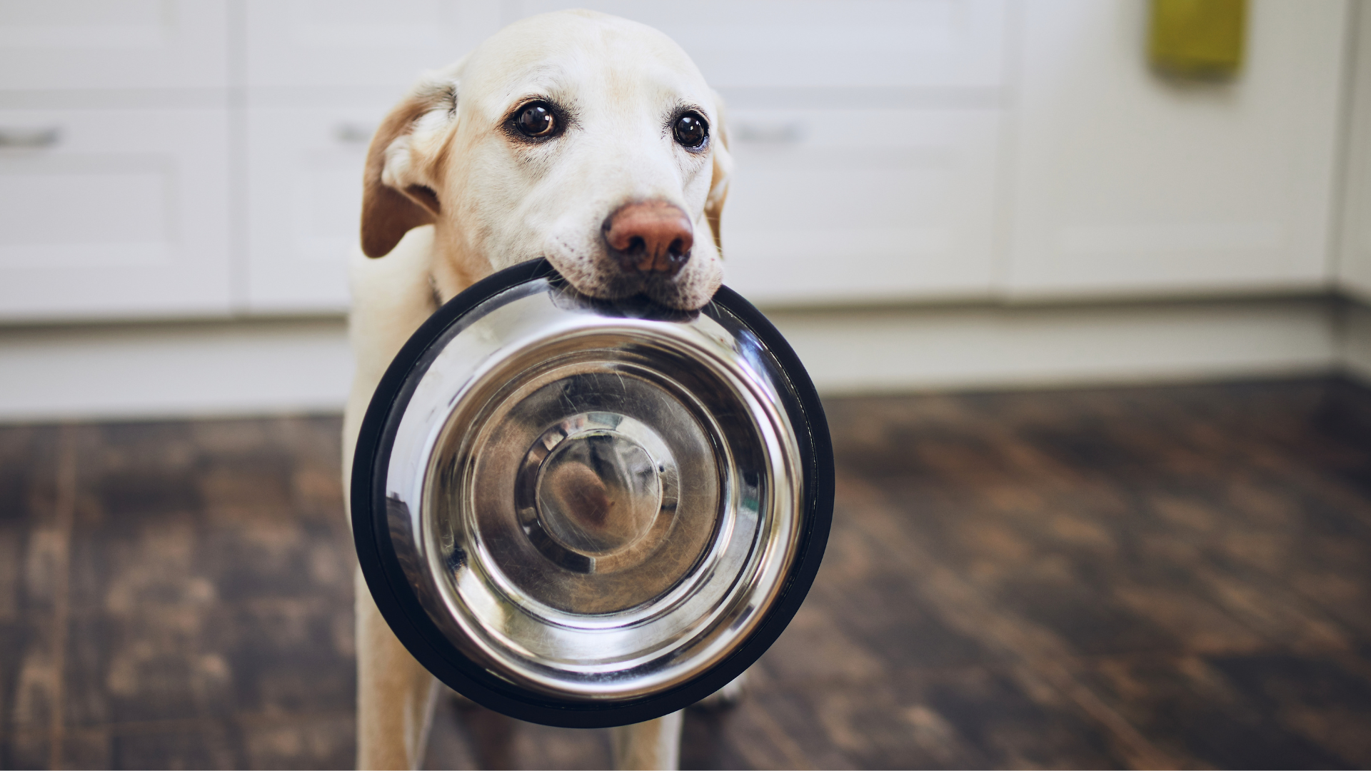 Eco-Friendly Alternatives to Plastic Pet Bowls
