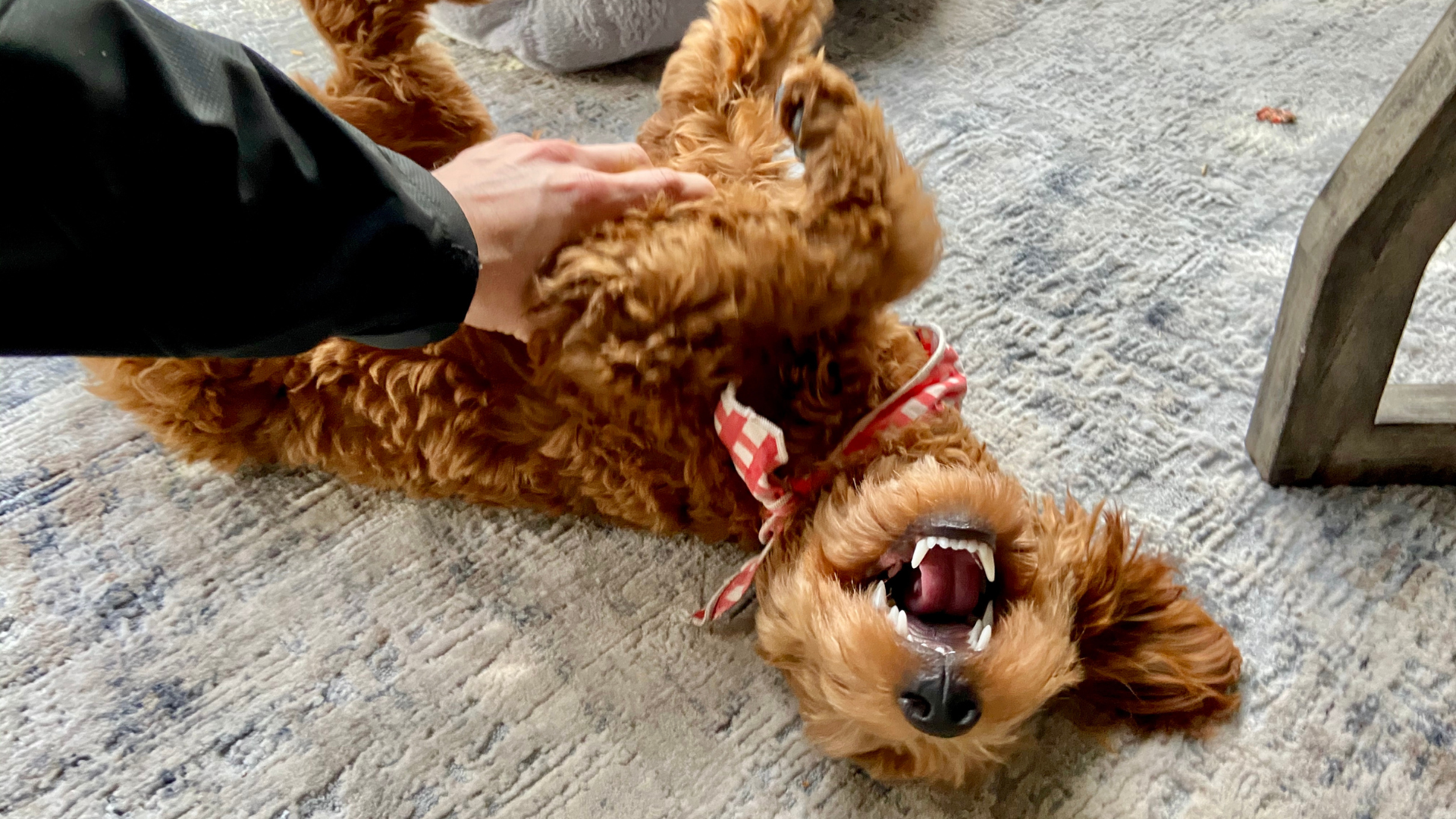 The Science Behind Why Dogs Love Belly Rubs So Much