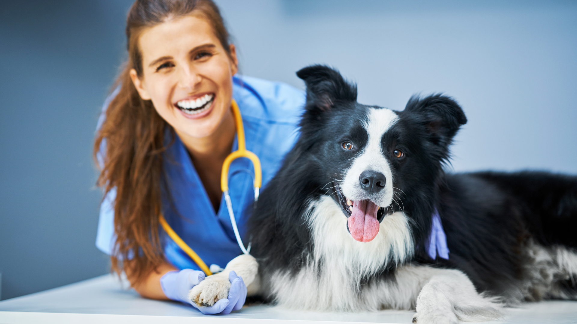 Large Breed Bloat Prevention Strategies photo