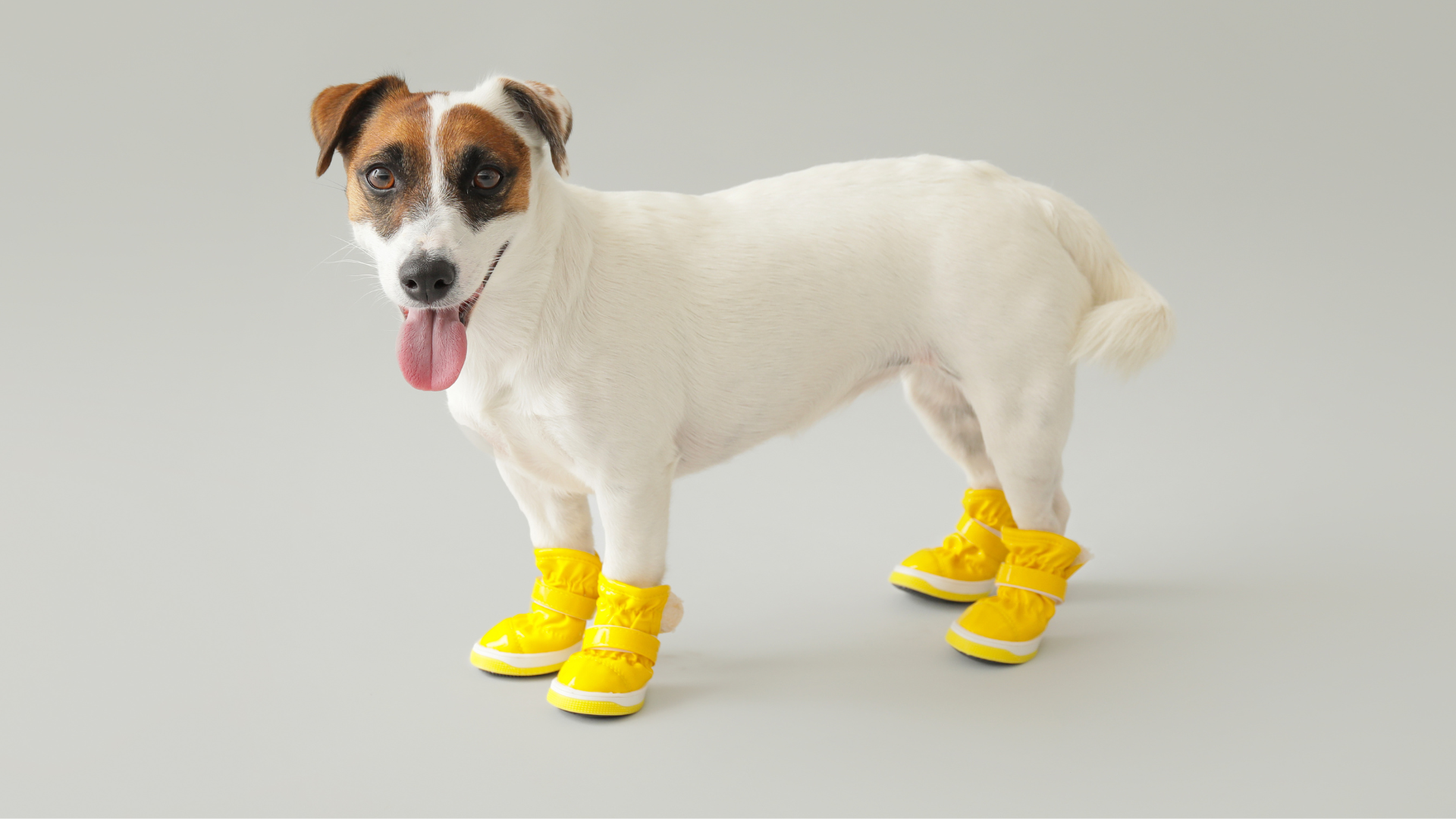 How to Train Your Dog to Wear Booties (Without Hating Them)