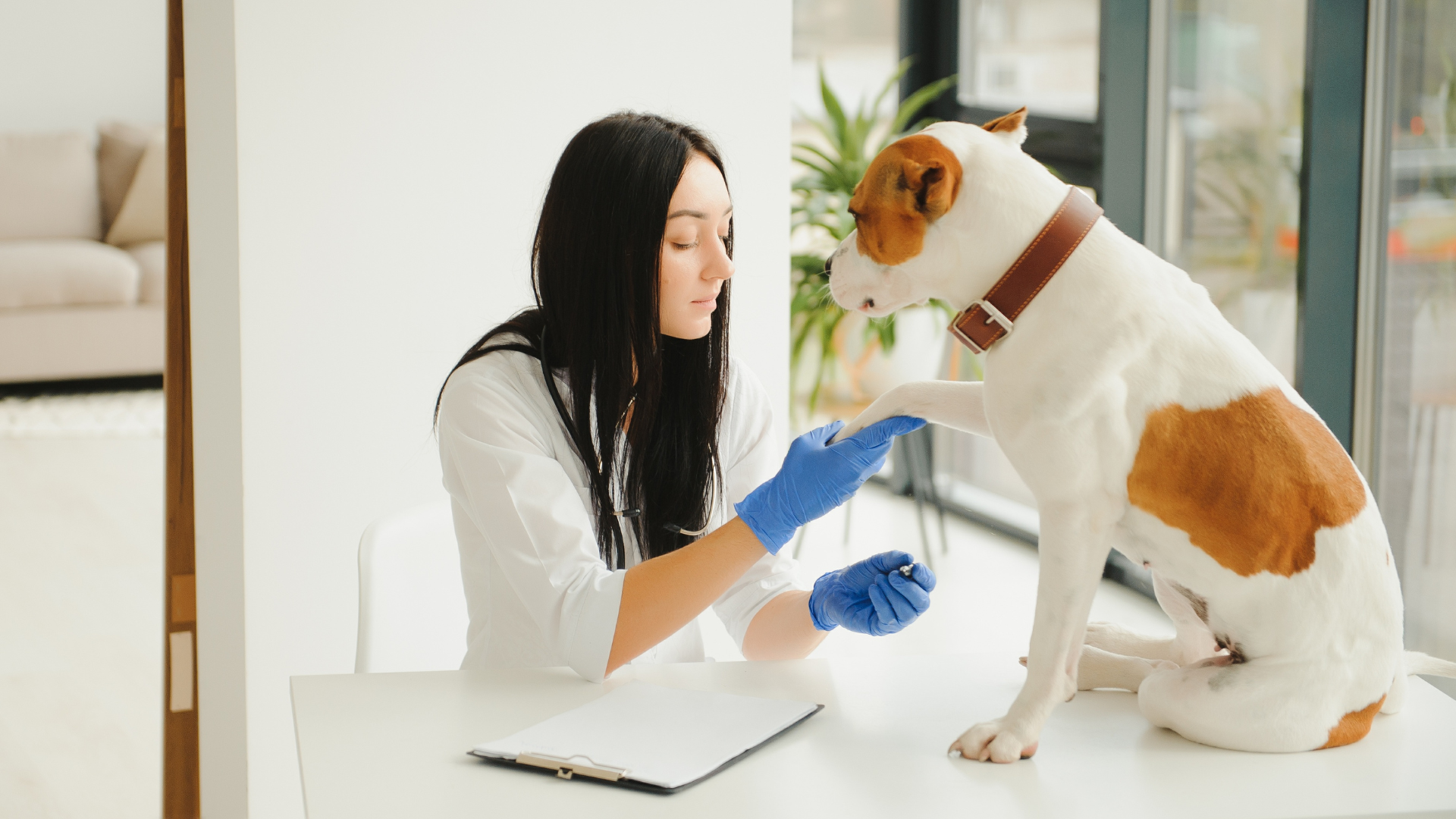 Veterinary Advice Can You Use Neosporin on a Dog