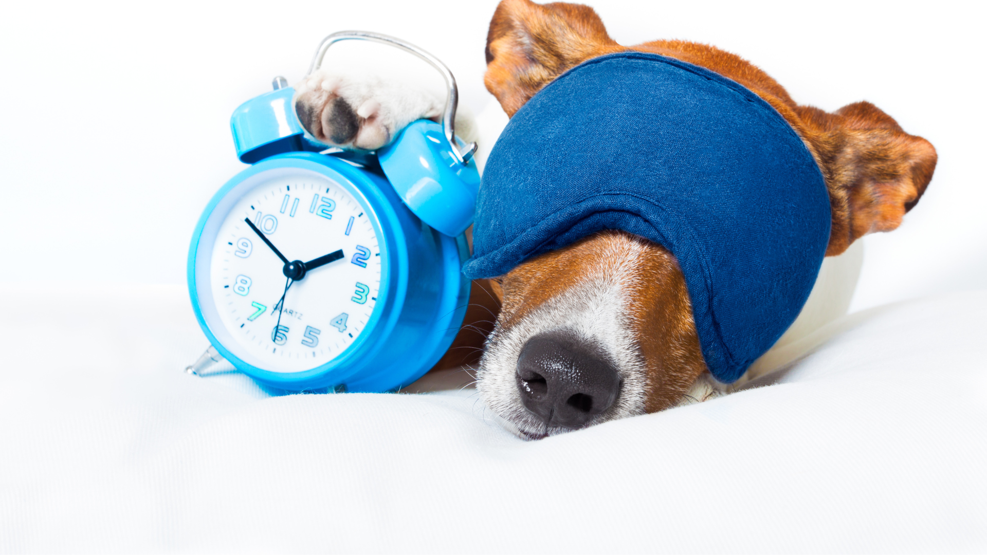 The Truth About Dog Nightmares: What They Mean & How to Help