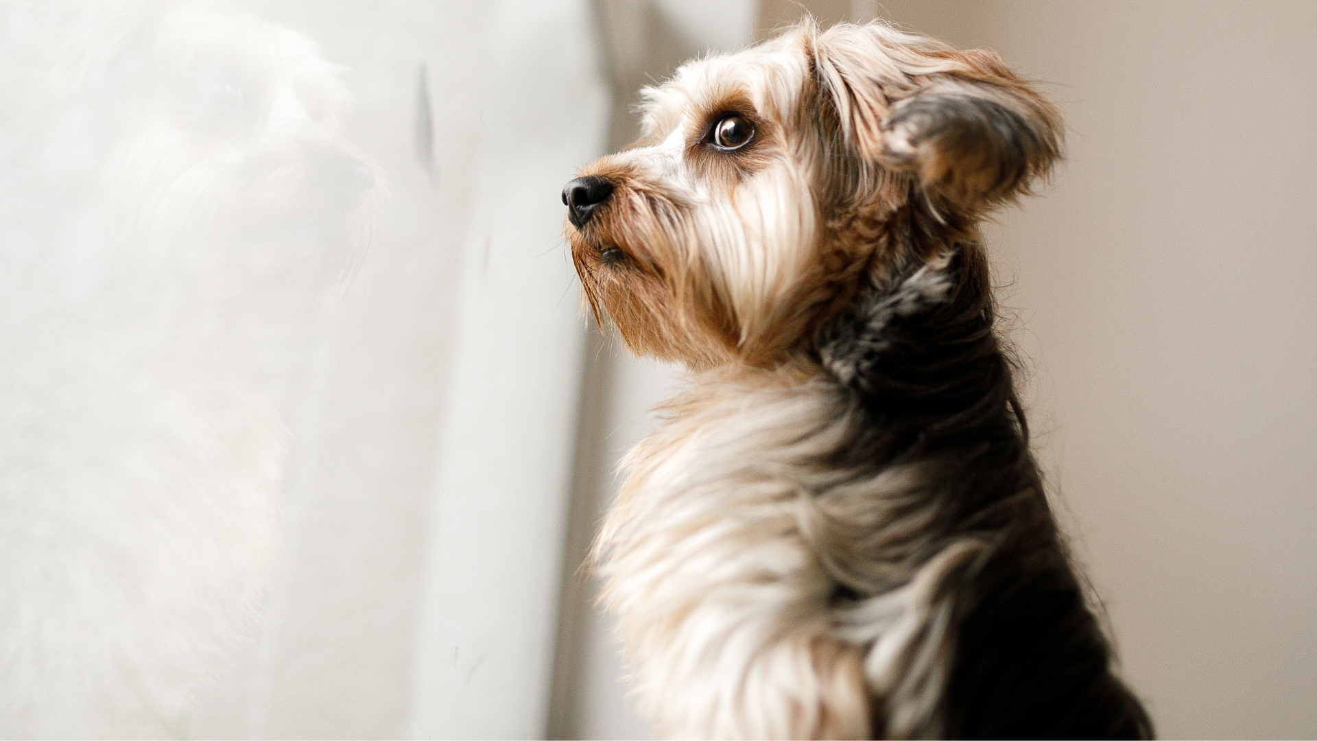 How to Help Your Dog Overcome Separation Anxiety