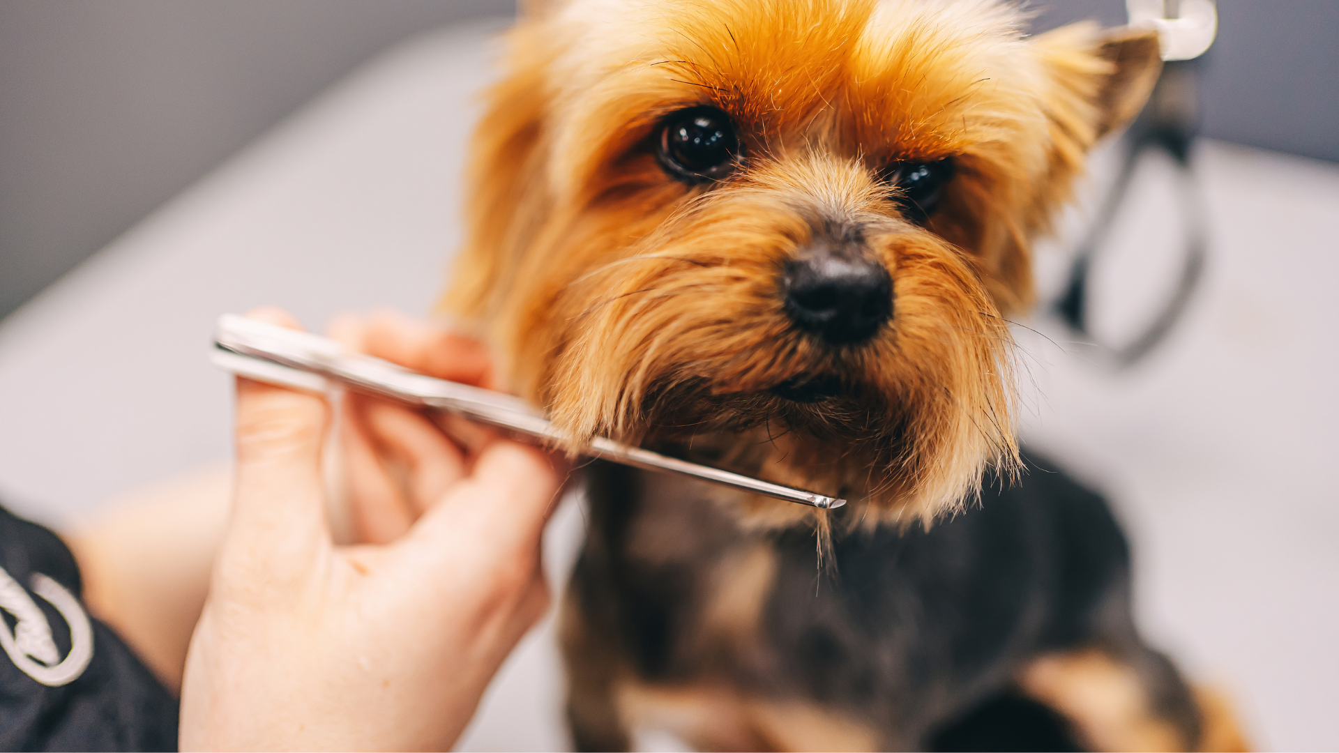 Eco-Friendly Pet Care: Sustainable Grooming Products