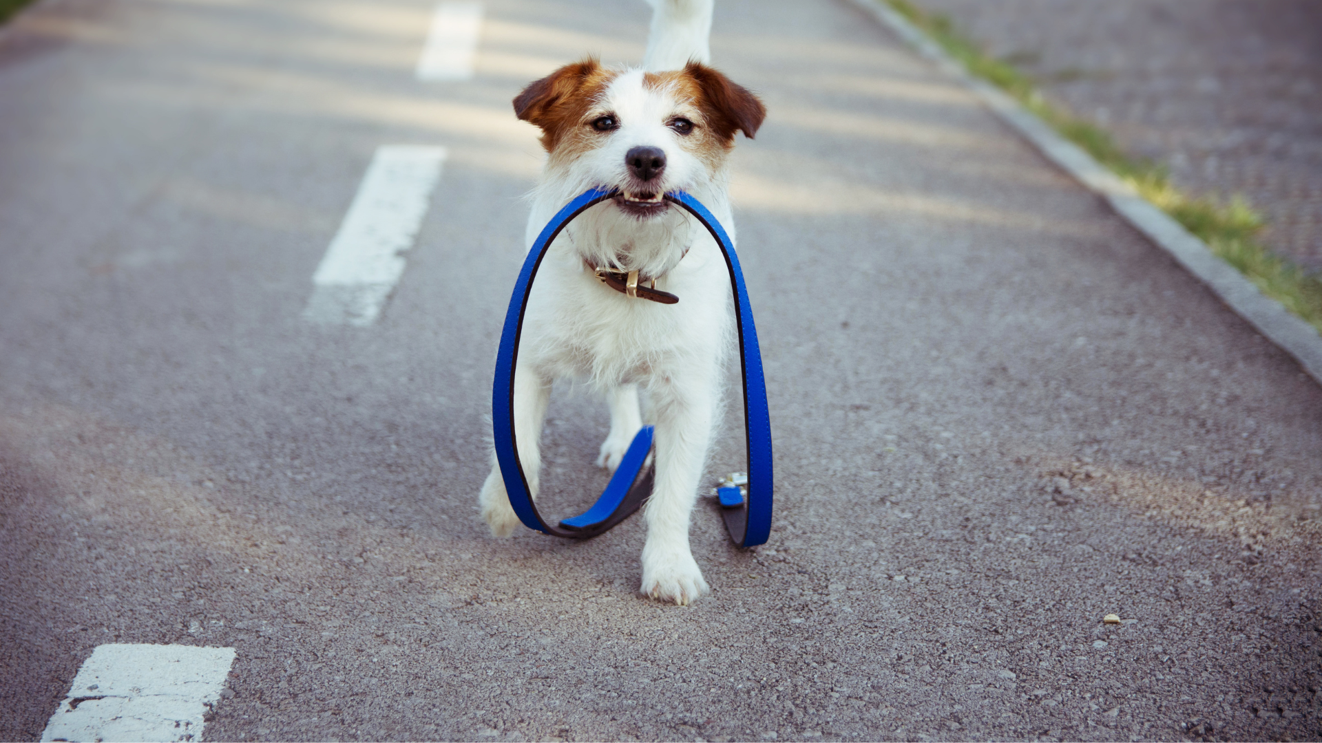 How Long Should I Walk My Puppy?
