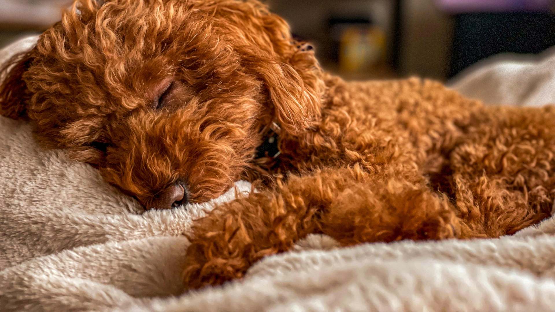 Why Does My Dog Sleep on My Clothes? The Surprising Reason