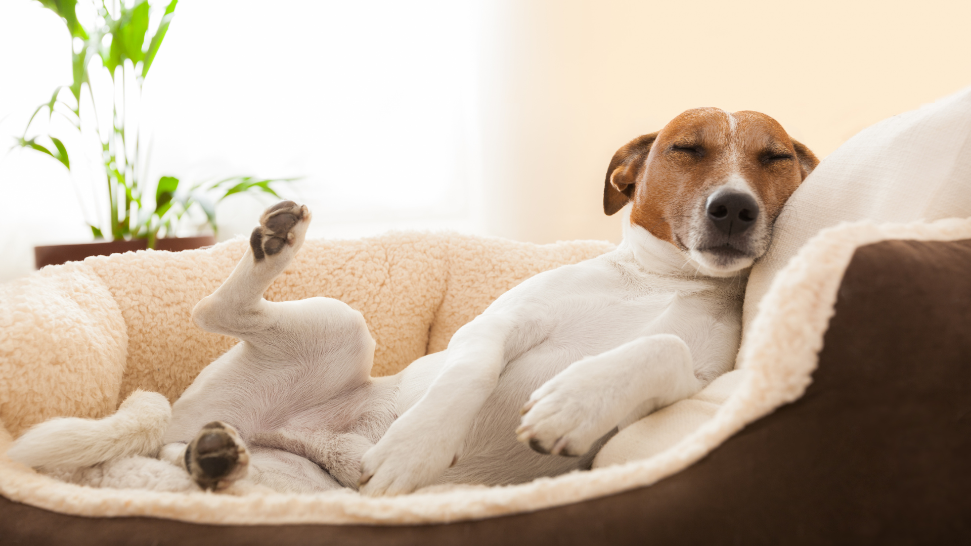 The Most Bizarre Dog Sleeping Positions & What They Mean