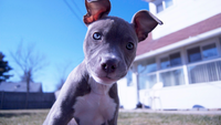 Baby Pitbull: Understanding and Raising a Pitbull Puppy