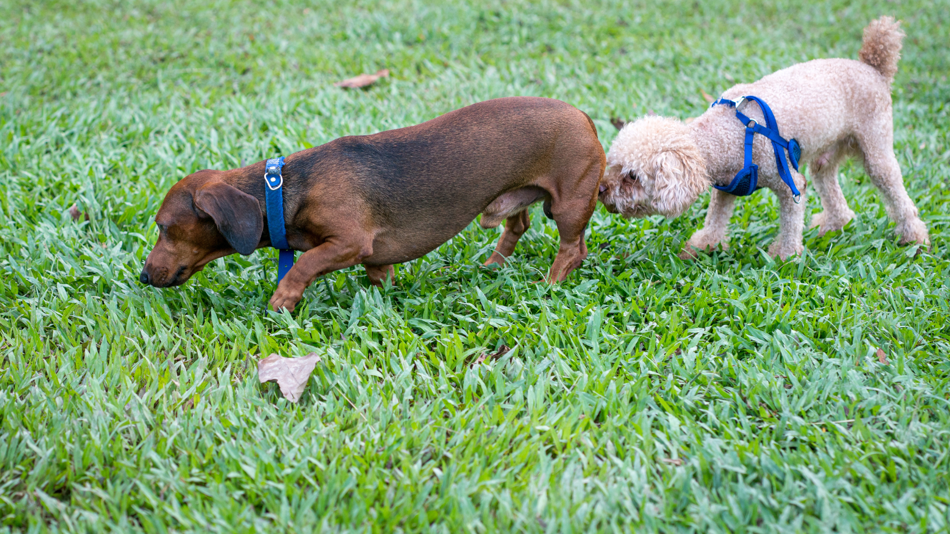 Why Do Dogs Sniff Each Other’s Butts? The Science Explained
