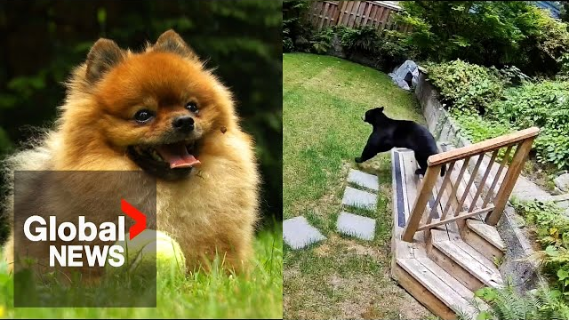 "Feisty" 6-Pound Pomeranian Chases Black Bear Out of Home