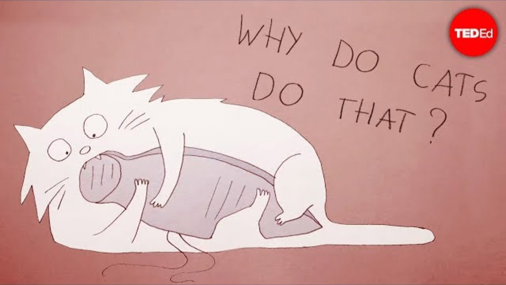 Why Do Cats Act So Weird?