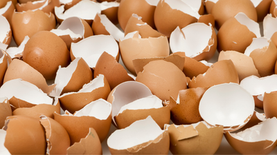 Can Dogs Eat Egg Shells?