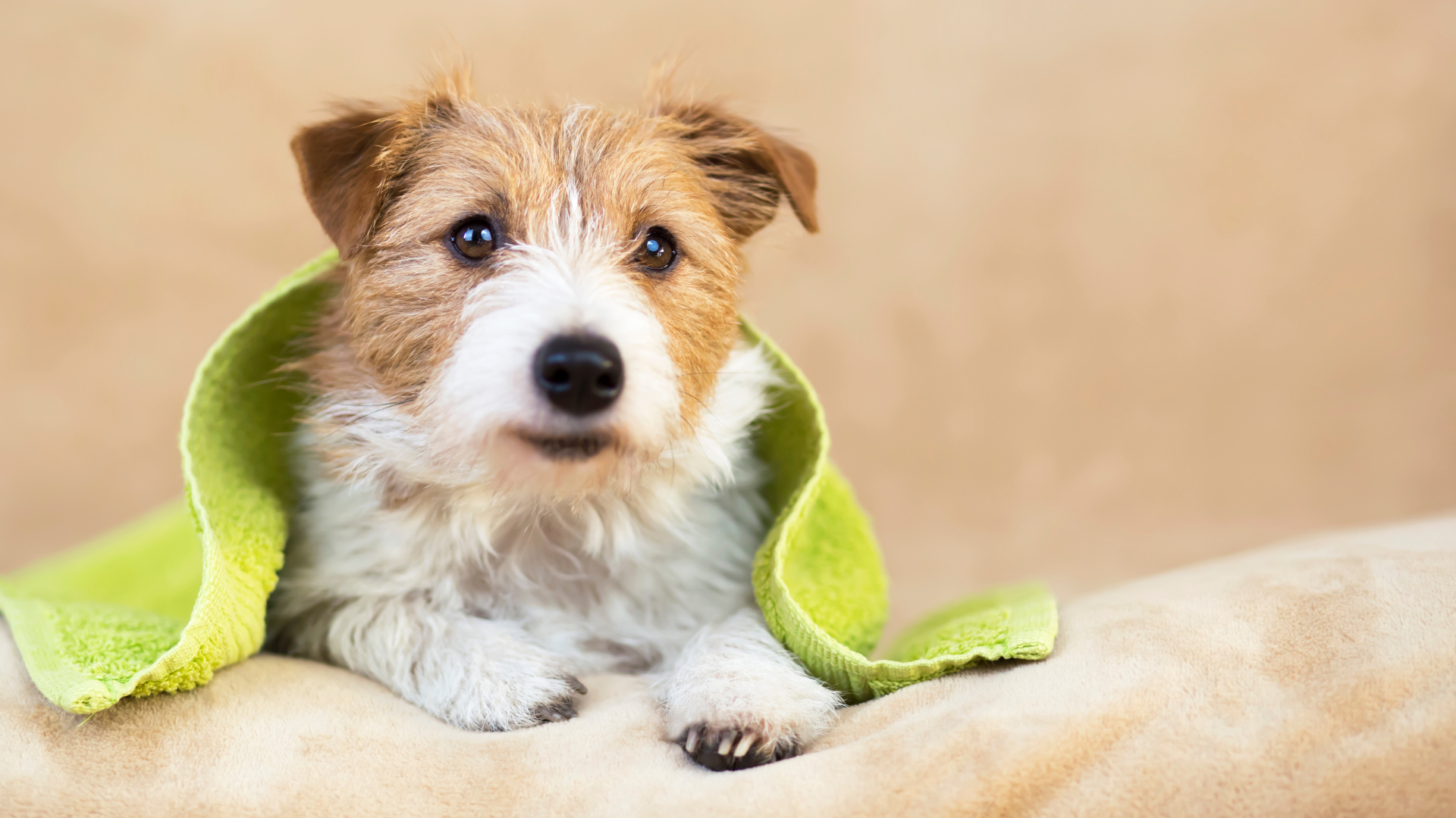 Why Pet-Safe Detergents Are Essential for Animal Owners