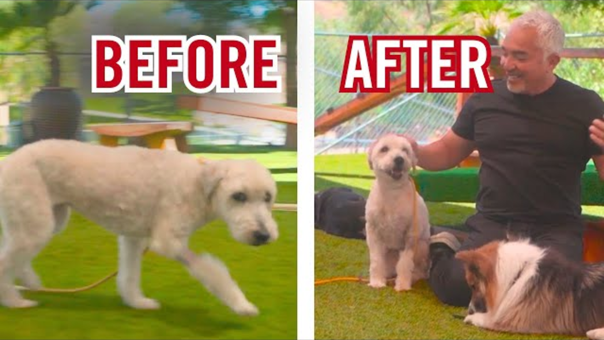 Helping a Fearful Dog Feel Safe on Day One