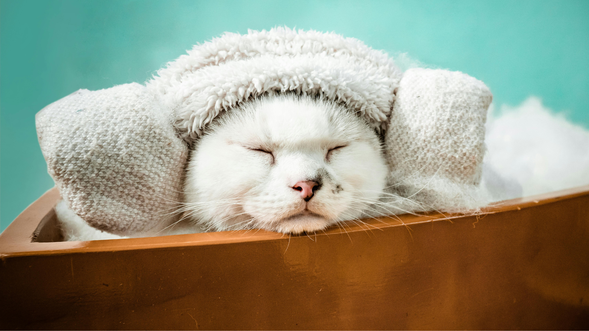 Choosing Pet-Friendly Detergents: What to Look For