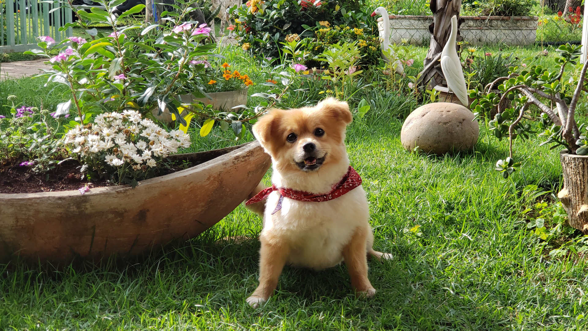 How to Grow a Pet-Safe Herb Garden for Dog Health