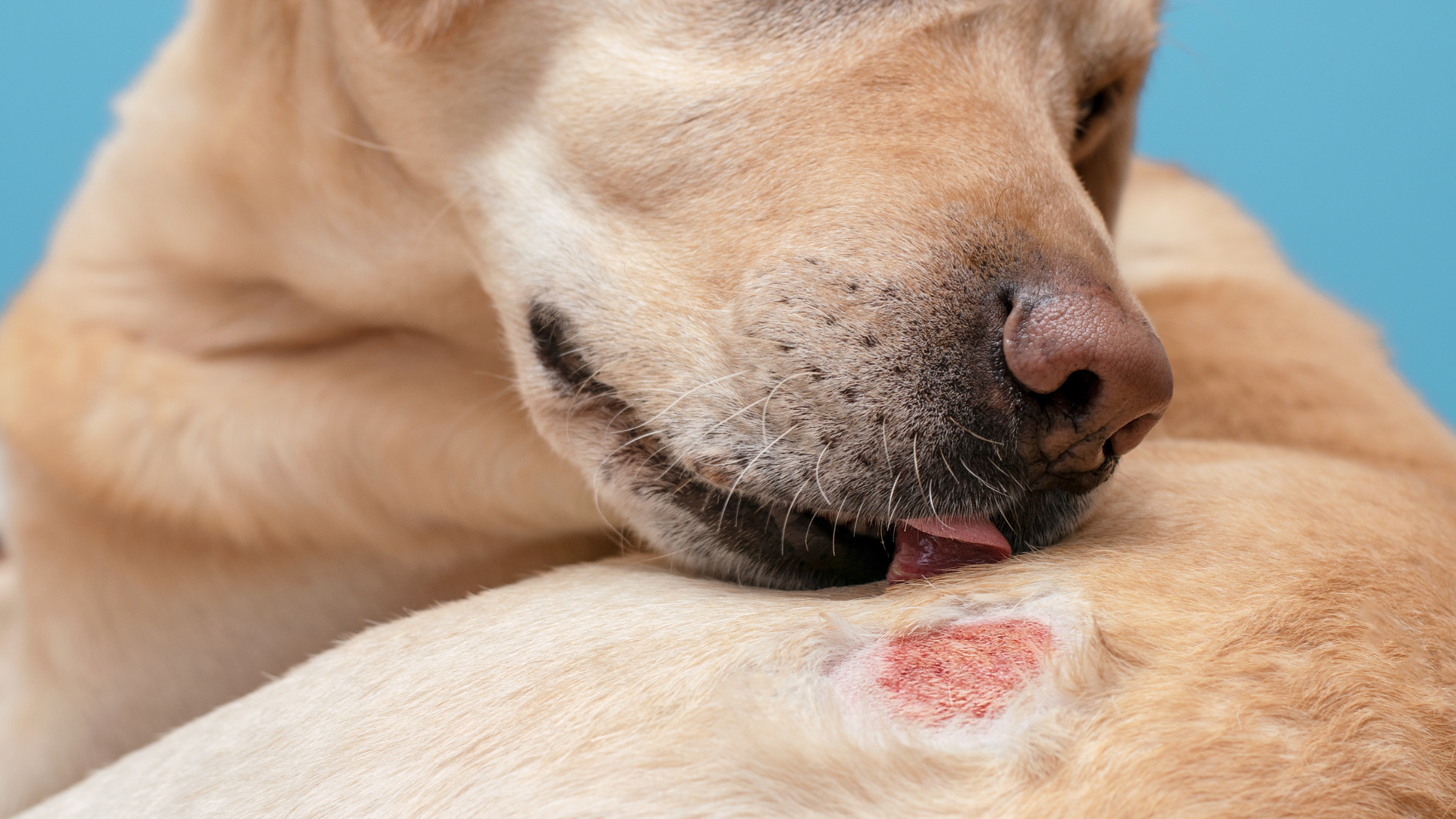 Best Natural Remedies for Itchy Skin in Dogs