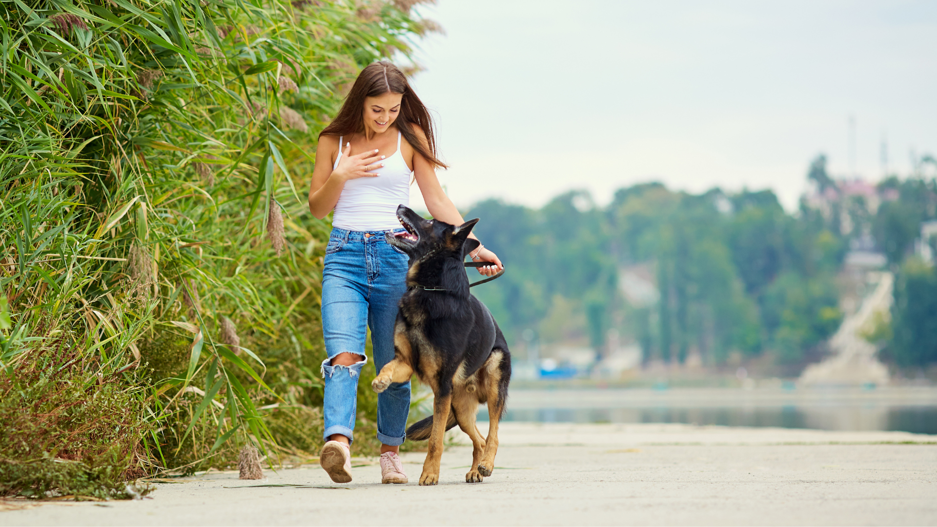 Training Tips for Large Dogs: A Comprehensive Guide