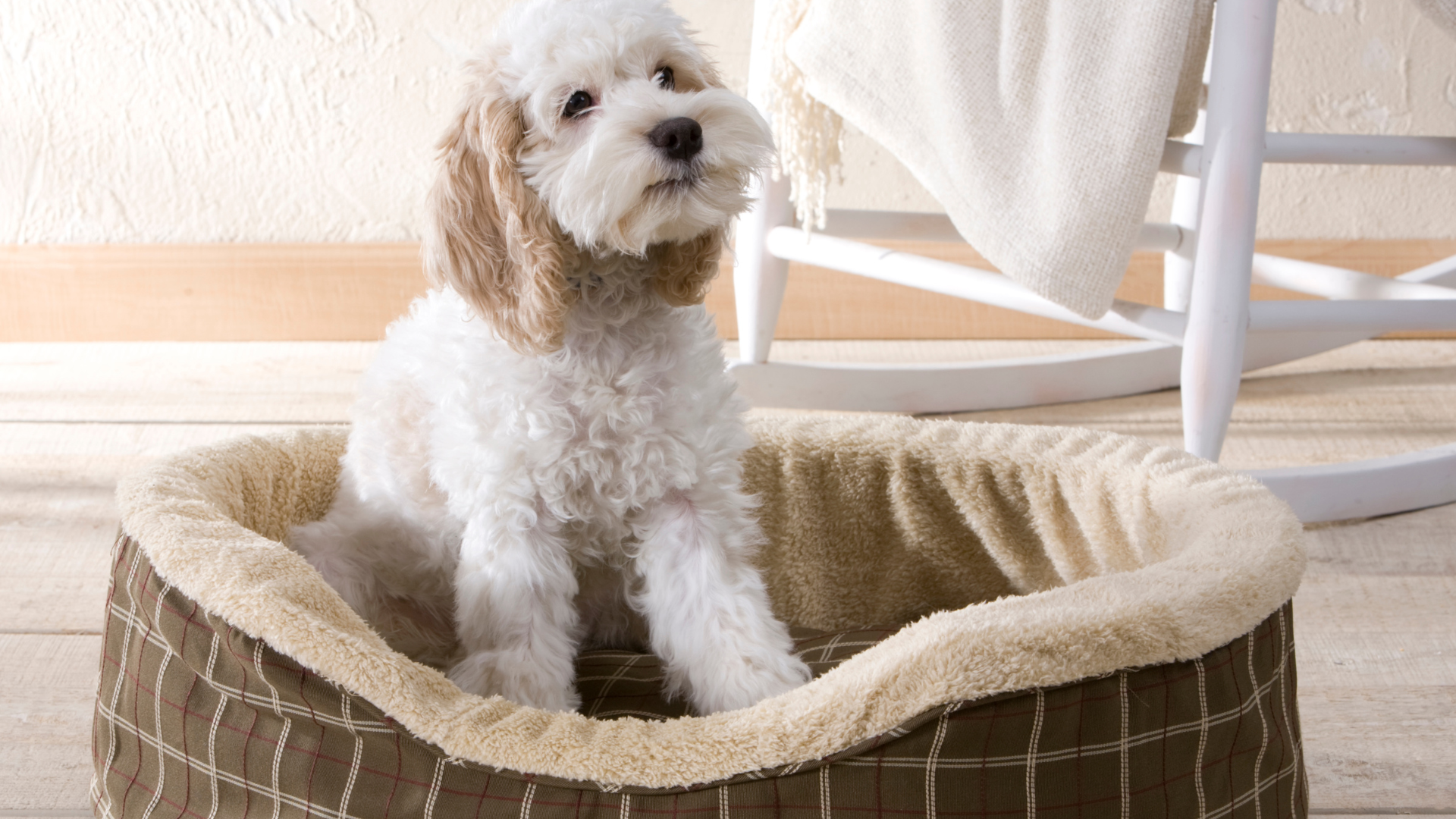 Best Practices for Washing Pet Bedding and Clothes