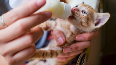 How Kittens Grow Up in 100 Days