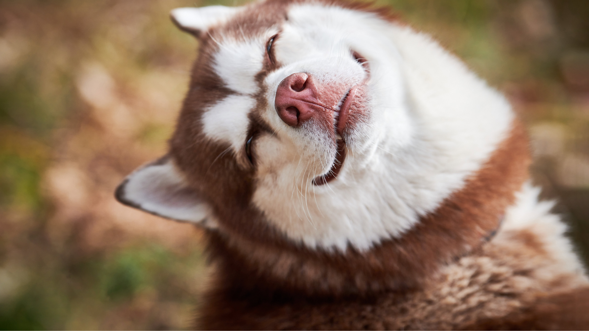 The Hilarious Reason Dogs Snort When Excited