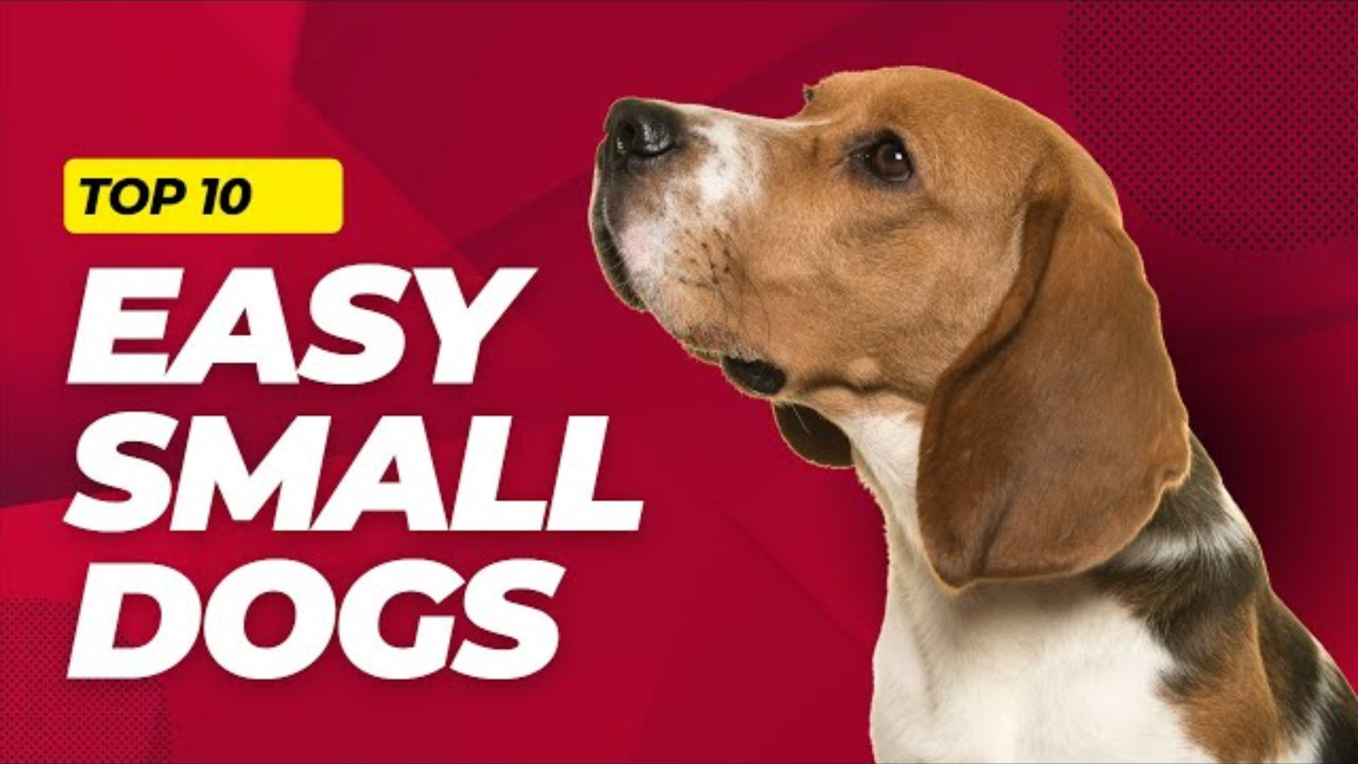 Top 10 Low-Maintenance Small Dog Breeds
