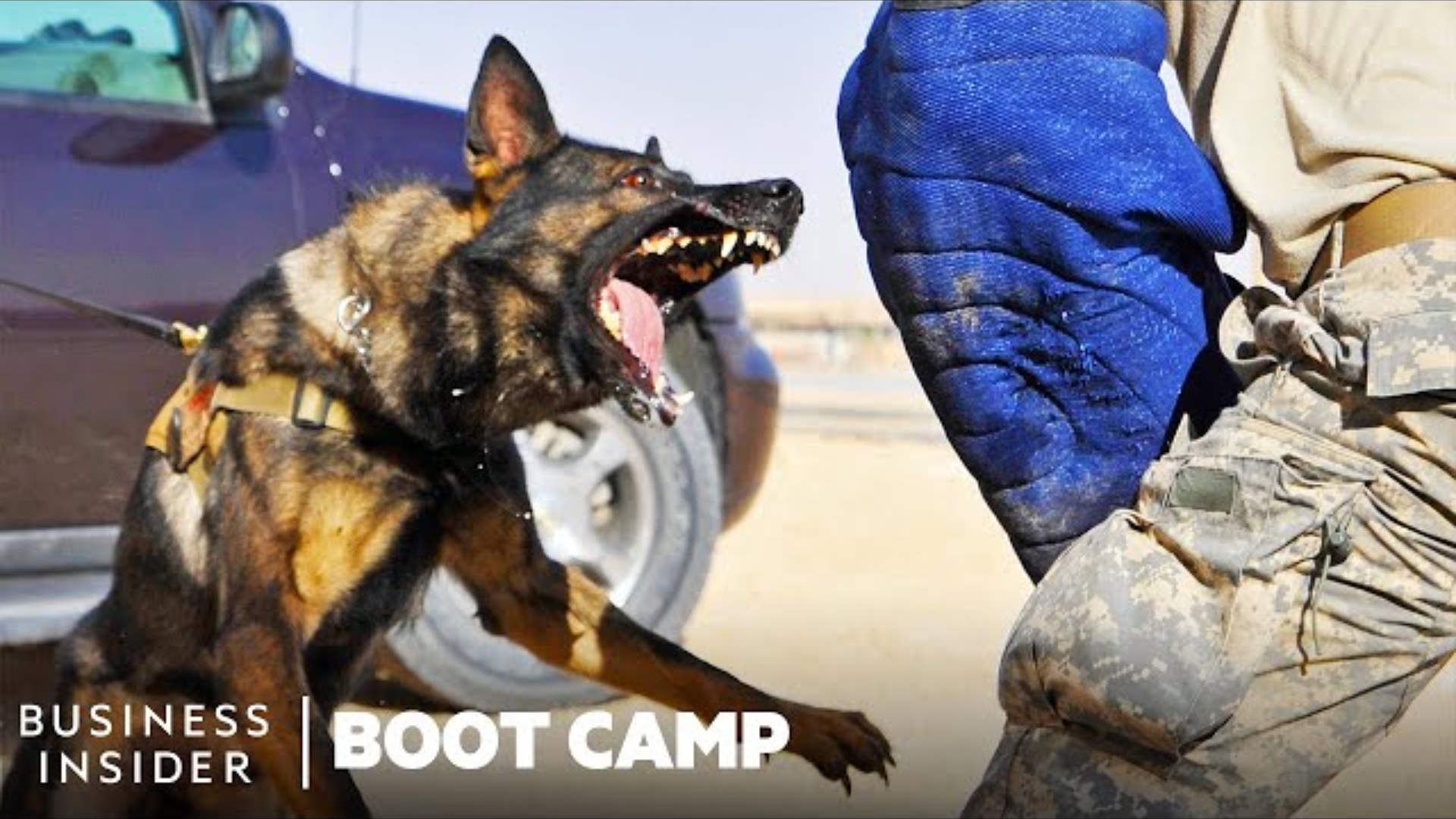 How Military Dogs Are Trained