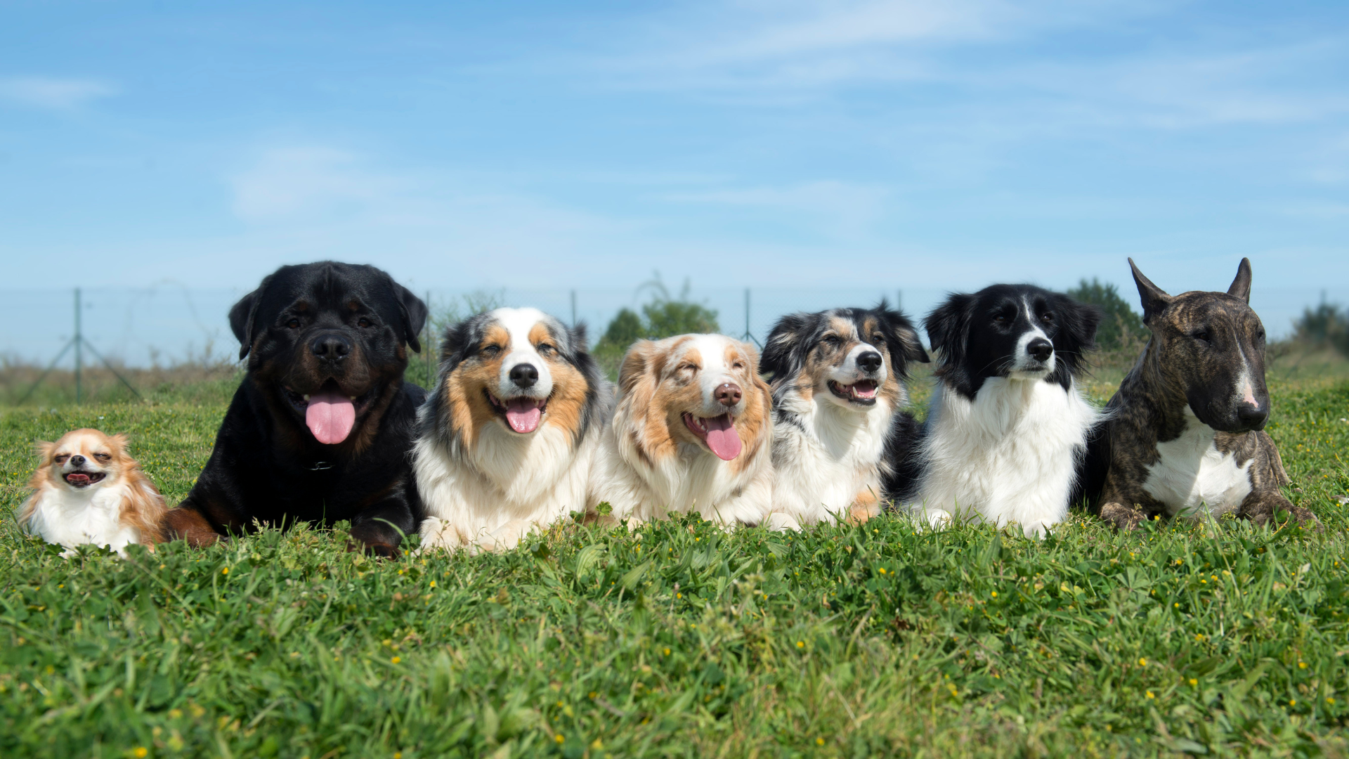 Small Dog Breeds: The Best Eco-Friendly Gear for Urban Living