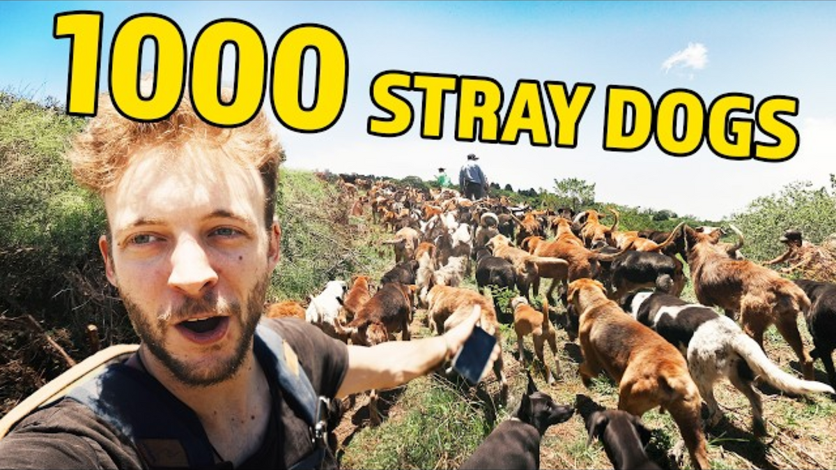 Once Dogs Walking 1000 Dogs at Once