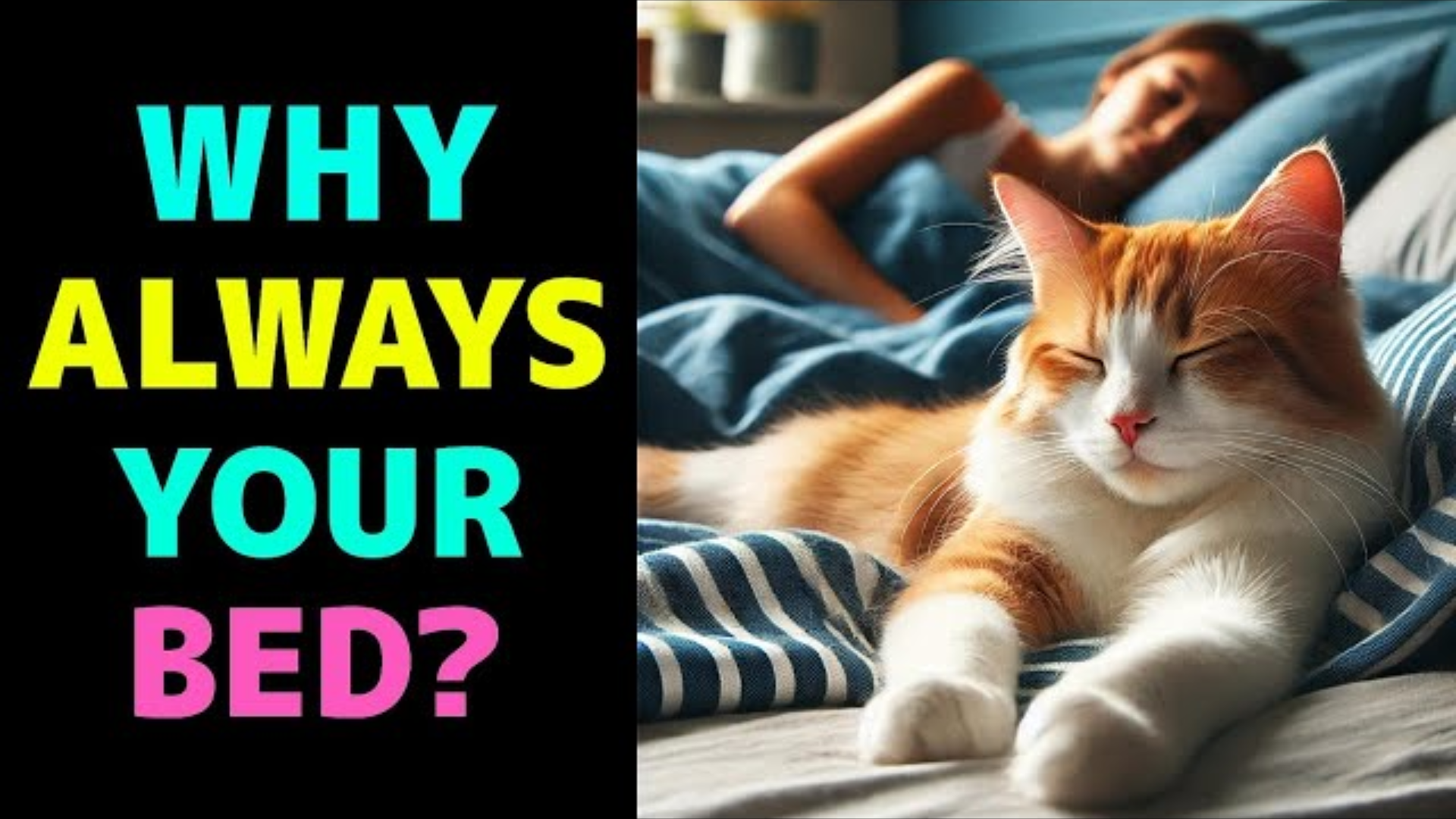 Why Do Cats Always Choose Your Bed to Sleep?