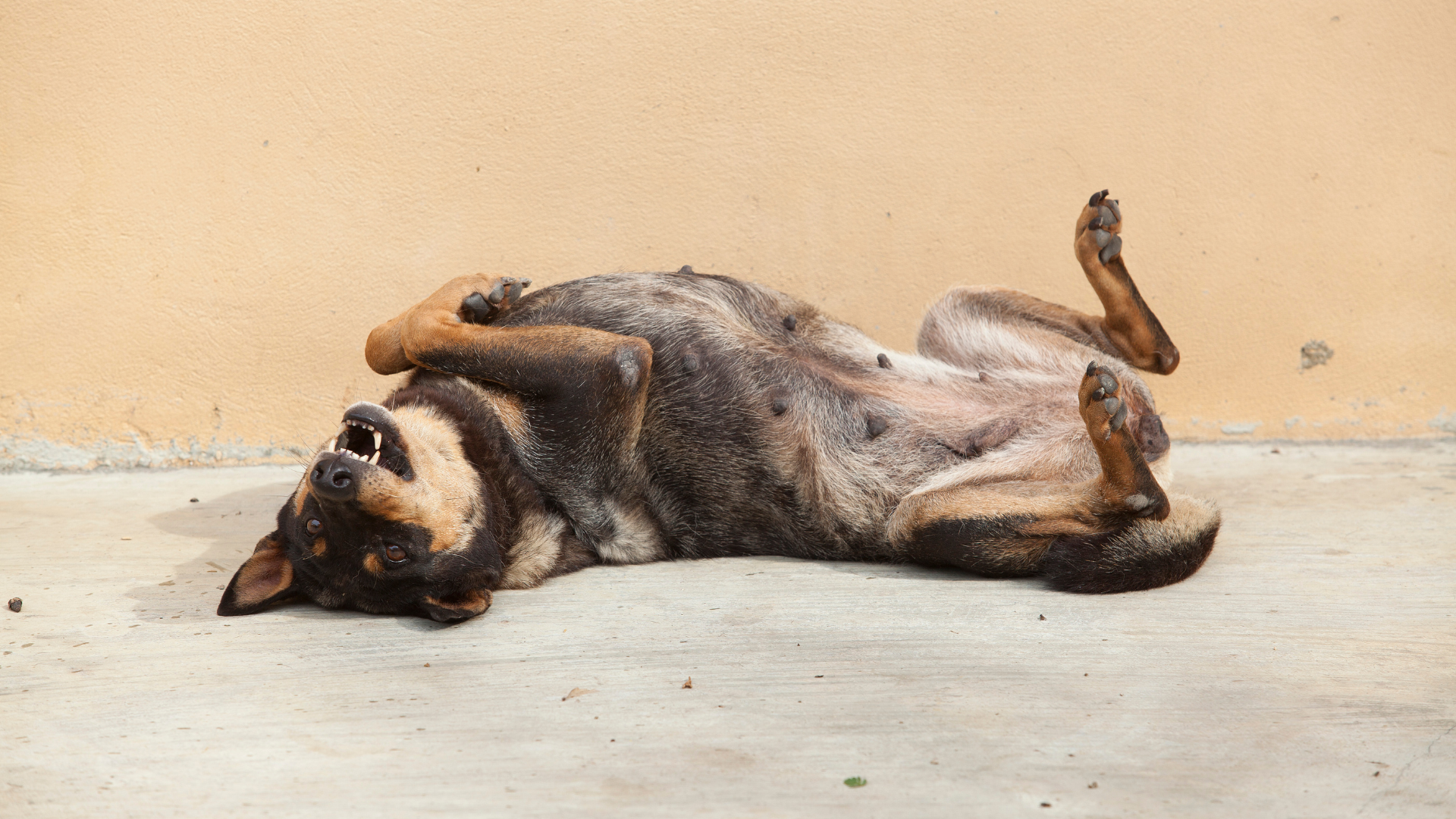 Why Do Dogs Spin Before Lying Down? (It’s Not Just Comfort!)