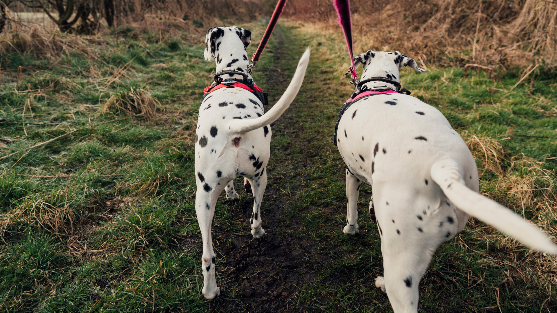 The Science Behind Your Dog’s Tail Wagging: What It Really Means