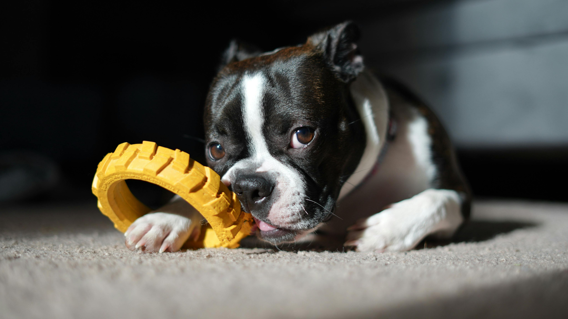 How to Teach Your Dog to “Clean Up” Their Toys