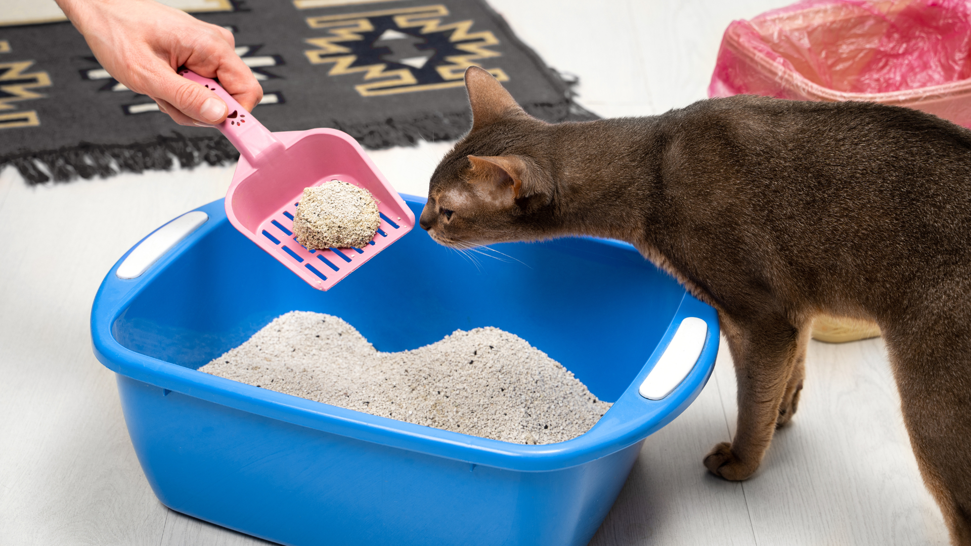 Our Responsibilities As Pet Owners