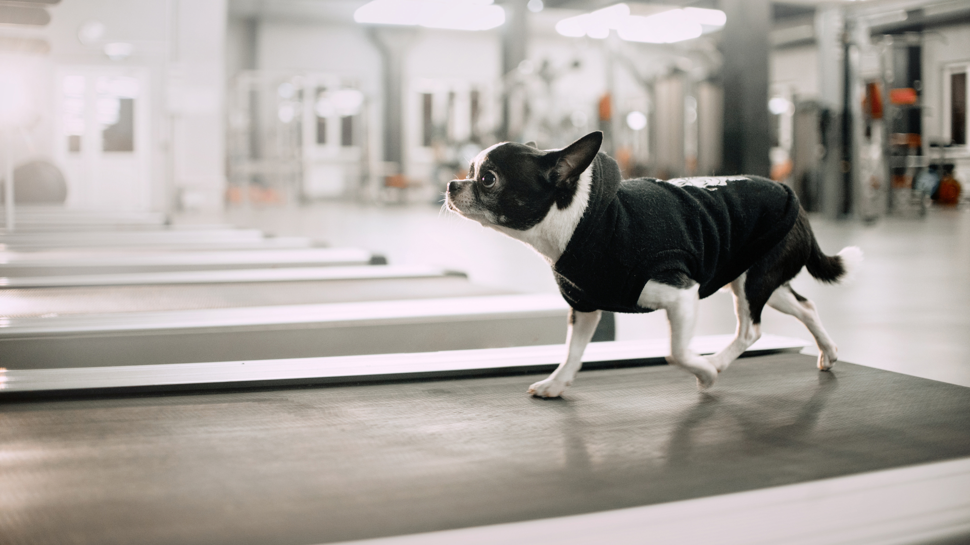 How to Train Your Dog to Use a Treadmill for Exercise
