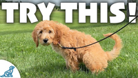 Stop Doing Your Traditional Puppy Potty Training