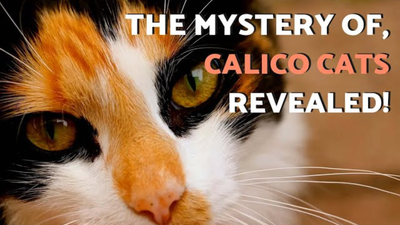 The Legends of Calico Cats: A Symbol of Good Luck and Protection