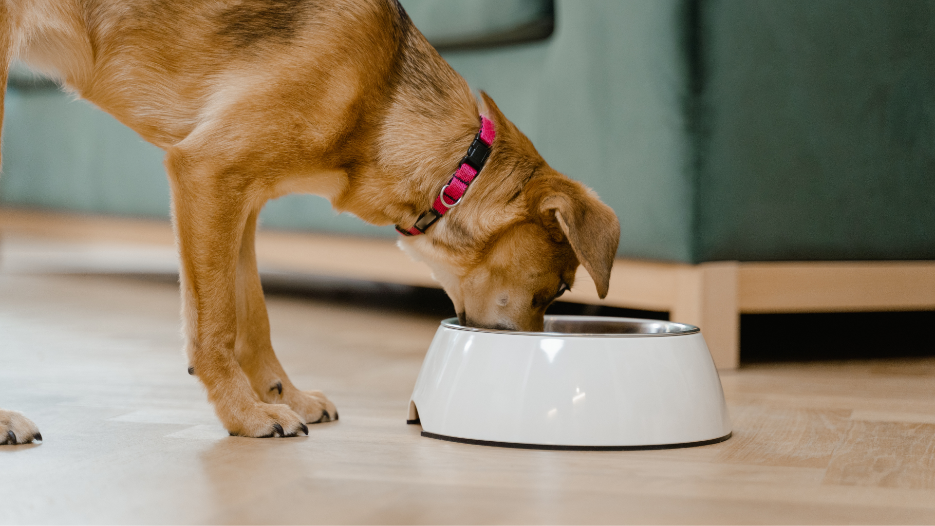 Large Dog Nutrition: Top Superfoods for Optimal Health